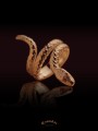 Jormungand ring | TYVODAR