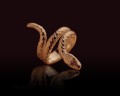 Jormungand ring | TYVODAR