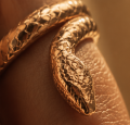 Jormungand ring | TYVODAR